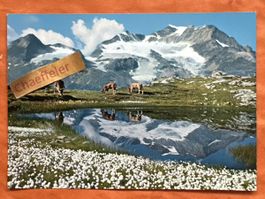 Wollgras-See am Berninapass mit Piz Cambrena