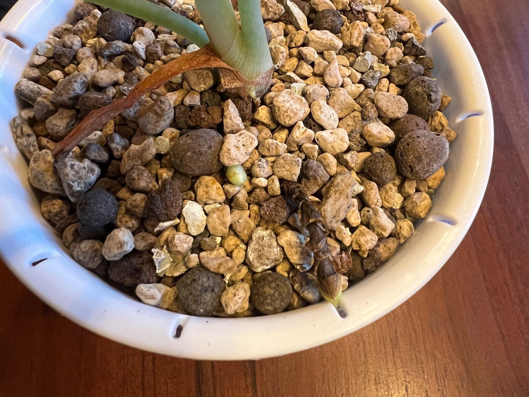 Pflanzen & Samen: Alocasia Dragonscale Variegata – Gebraucht aus Sternenberg von Coocoo 3