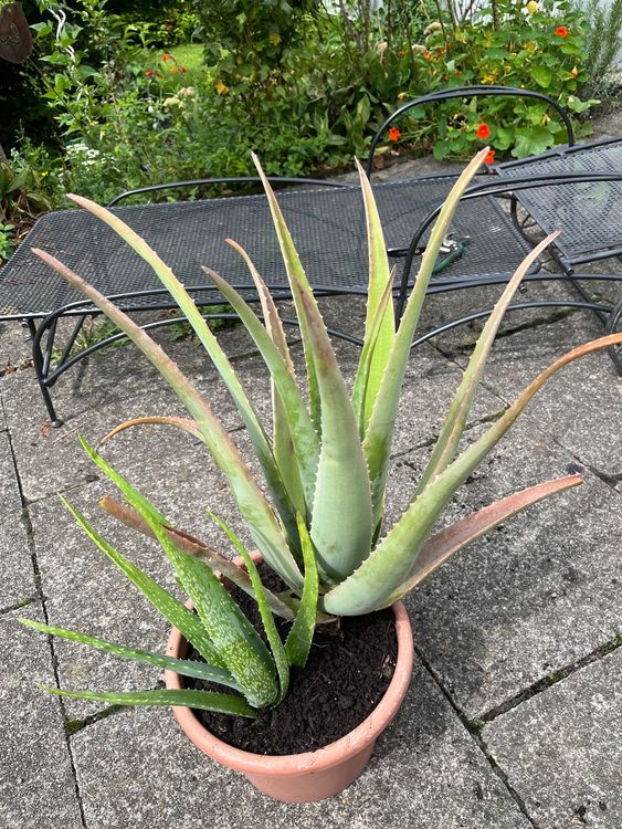 Aloe Vera Pflanze Kaufen auf Ricardo