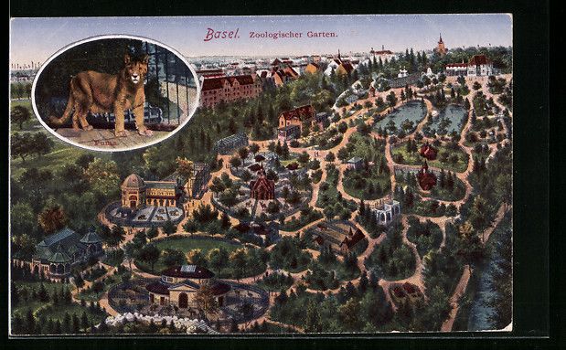 Cartoline postali: AK Basel, Zoologischer Garten, Puma – Usato da Berlin venduto da bartko-reher