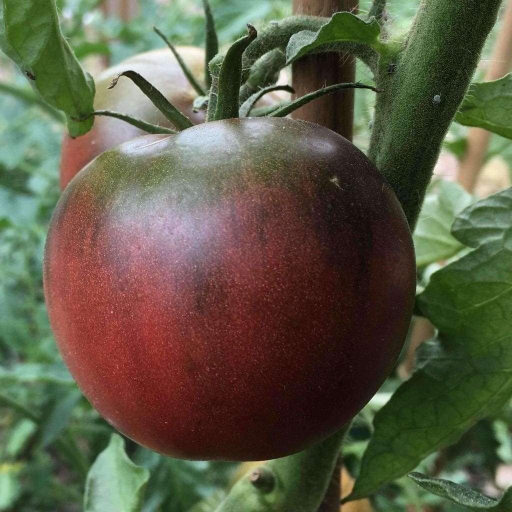 Piante & sementi: 50 Samen TOMATE FROM TULA Alte Sorte – Nuovo (secondo la descrizione) da Ehrendingen venduto da VerveinaSamen 3
