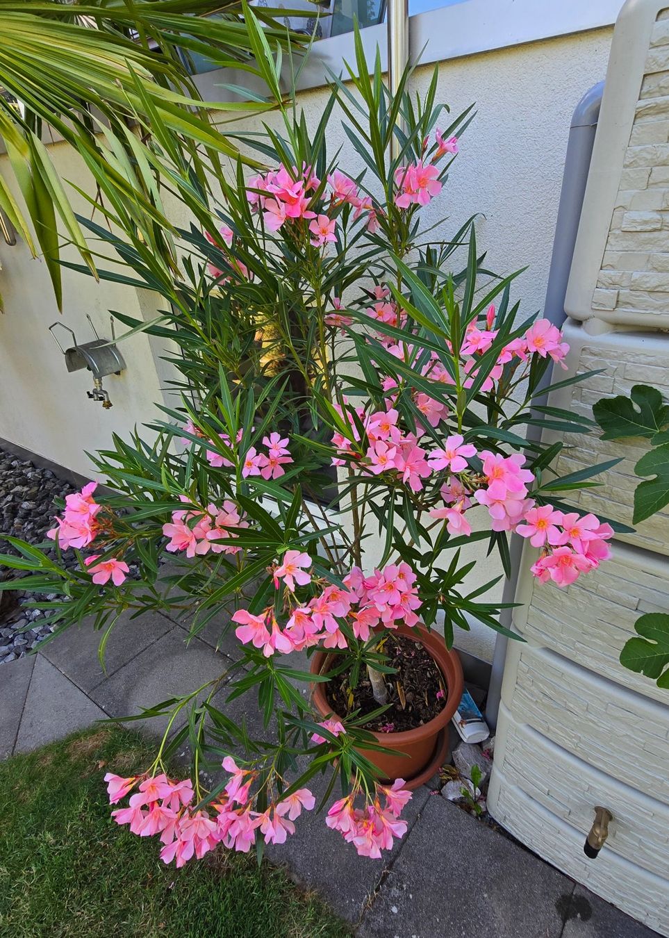 Pflanzen & Samen: Schöner Oleander Hochstamm hellrosa – Gebraucht aus Aarburg von popkorn65 4