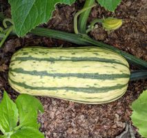 Kürbis Delicata / 5 Samen