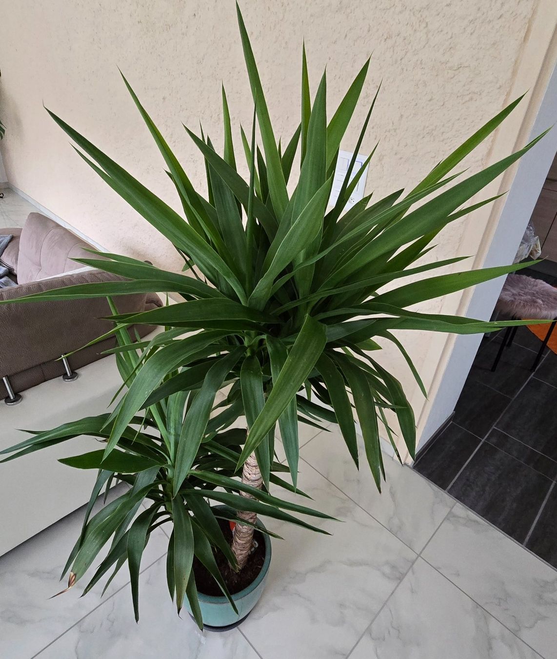 Pflanzen & Samen: Yucca Elephantipes Palme mit Topf! – Gebraucht aus Aarburg von Glitzerschein 2