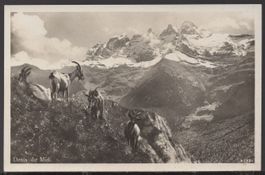 Dents du  Midi  (  Steinböcke )
