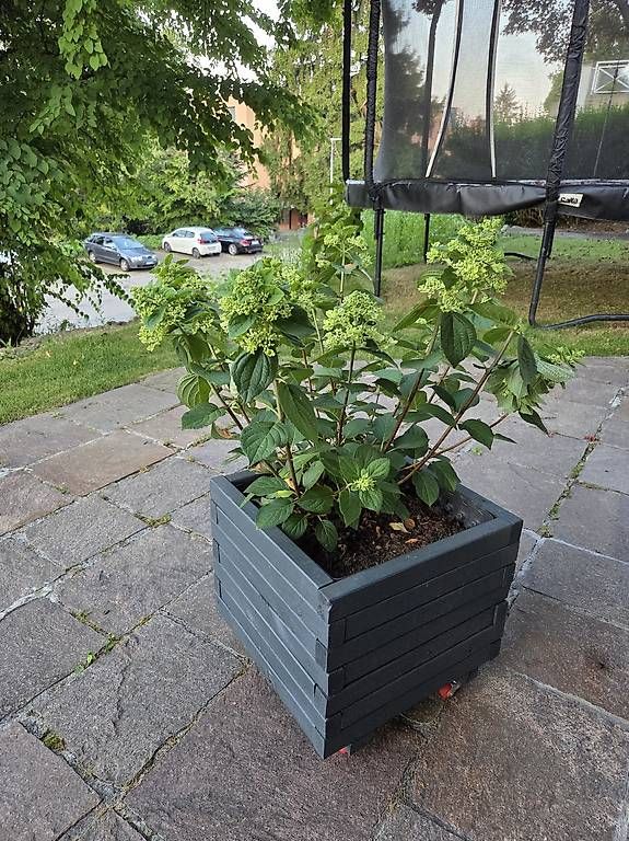 Piante & sementi: Hortensie – Usato da Jona venduto da pau_g7rc 1