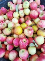 Jura Apfel Abholung Biel 1.- PRO KG