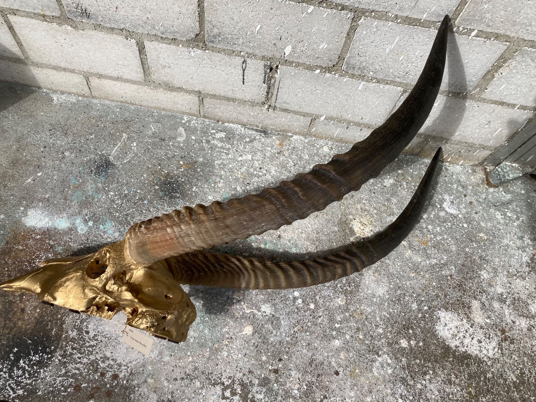 Il mondo degli animali: Wasserbock Trophäe 1 – Usato da Grosswangen venduto da arum01 4