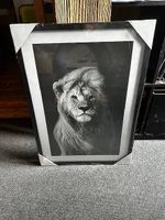 Schönes Löwe Bild, schwarz weiss.