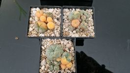 Lophophora Sp. Caespitosa f. Variegata (Jungpflanzen)