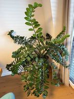 Wunderschöne Glücksfeder (Zamioculcas)  ca. 110 cm gross 