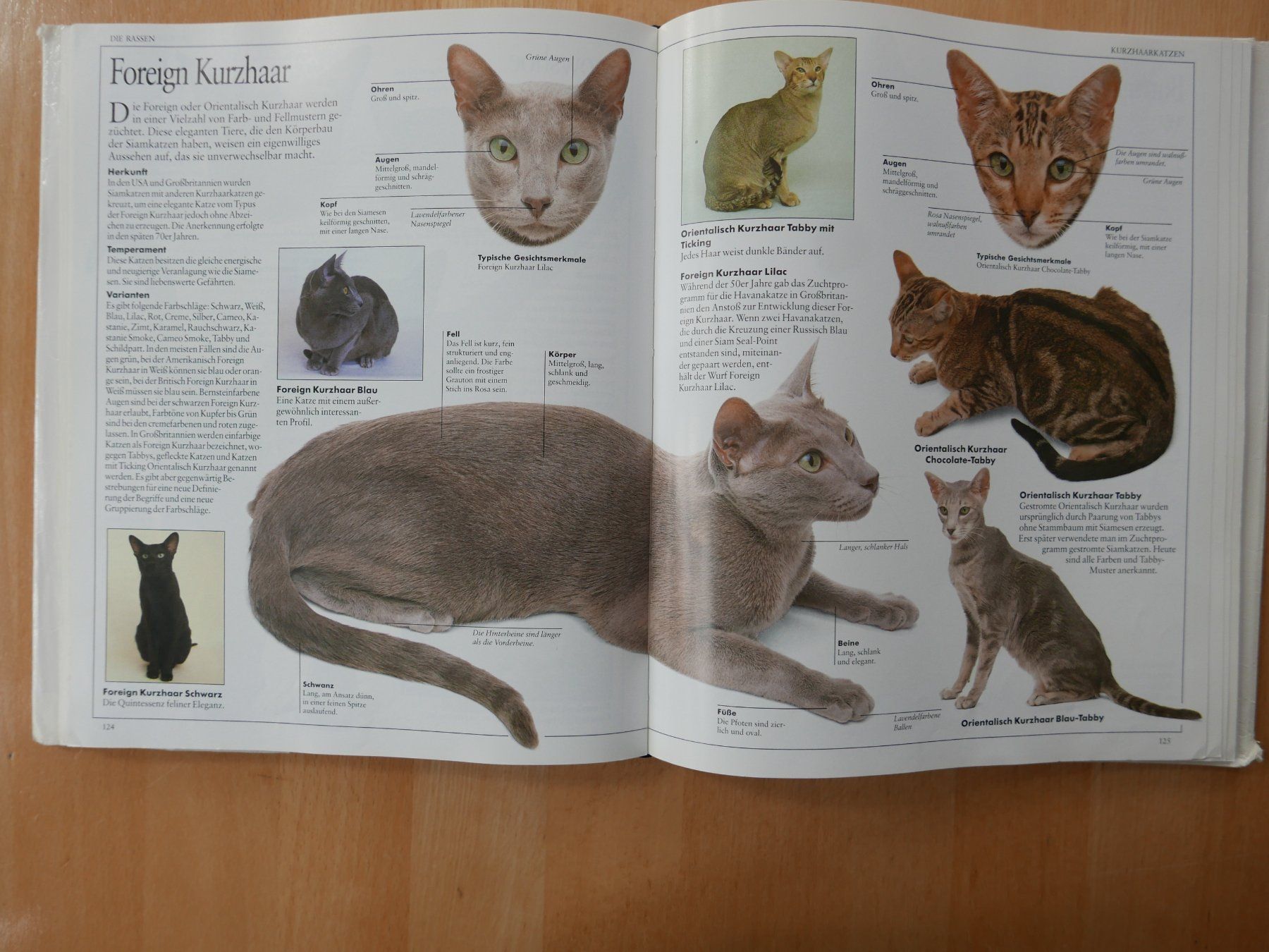 Livres: Das Grosse Katzenbuch - David Taylor - 100 Rassen – D'occasion à Rotkreuz par nigal 8