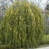 Piante & sementi: Jasmin primevère 2x – Nuovo (secondo la descrizione) da Bremblens venduto da FIBONACCI369