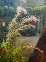 Rotala rotundifolia - Rundblättrige Rotala