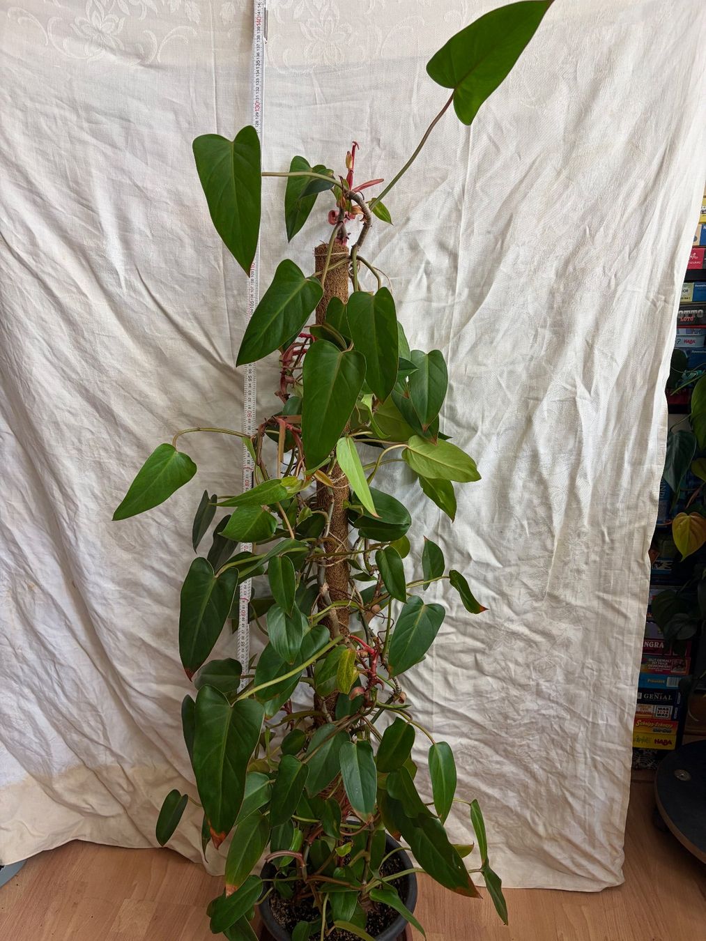 Piante & sementi: Grosser Philodendron Painted Lady – Usato da Winterthur venduto da Aniger 2