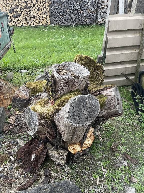 Tutte le decorazioni: Holzkronen gelagert – Usato da Oberaach venduto da ben_jk72