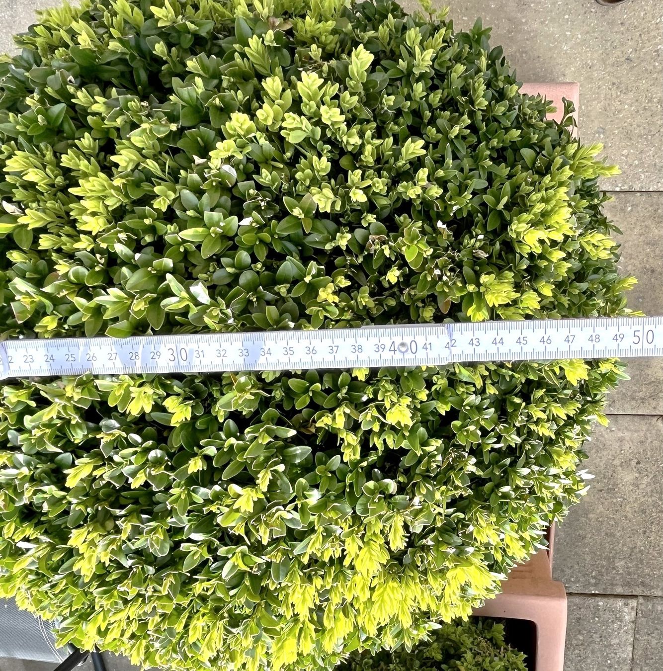 Pflanzen & Samen: Buxus Buchs Buchsbaum Kugelform mit Topf winterhart 30 Jahre – Gebraucht aus Wangen b. Olten von Buntgemischt 5
