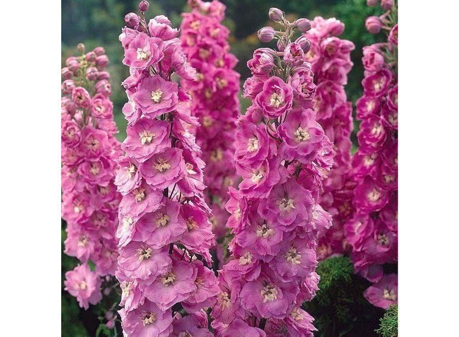 Pflanzen & Samen: 50 Samen Rittersporn ASTOLAT Blume – Neu (gemäss Beschreibung) aus Ehrendingen von VerveinaSamen 1