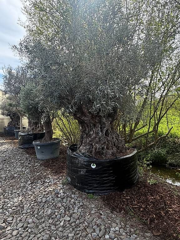 Pflanzen & Samen: Olivenbaum "Olea Europea 20" – Gebraucht aus Zuckenriet von Thur_Plant 3