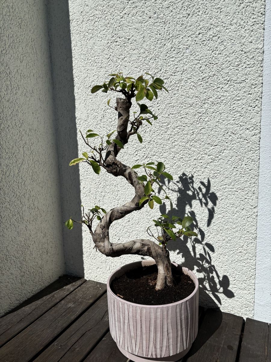 Piante & sementi: Bonsai – Usato da Richterswil venduto da chemie.blume