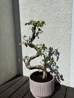 Bonsai