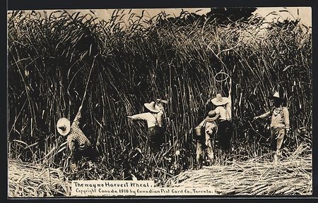 Harvest of Wheat, kanadische Bauern ernt
