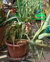 Aloe Vera Pflanze gross im Topf