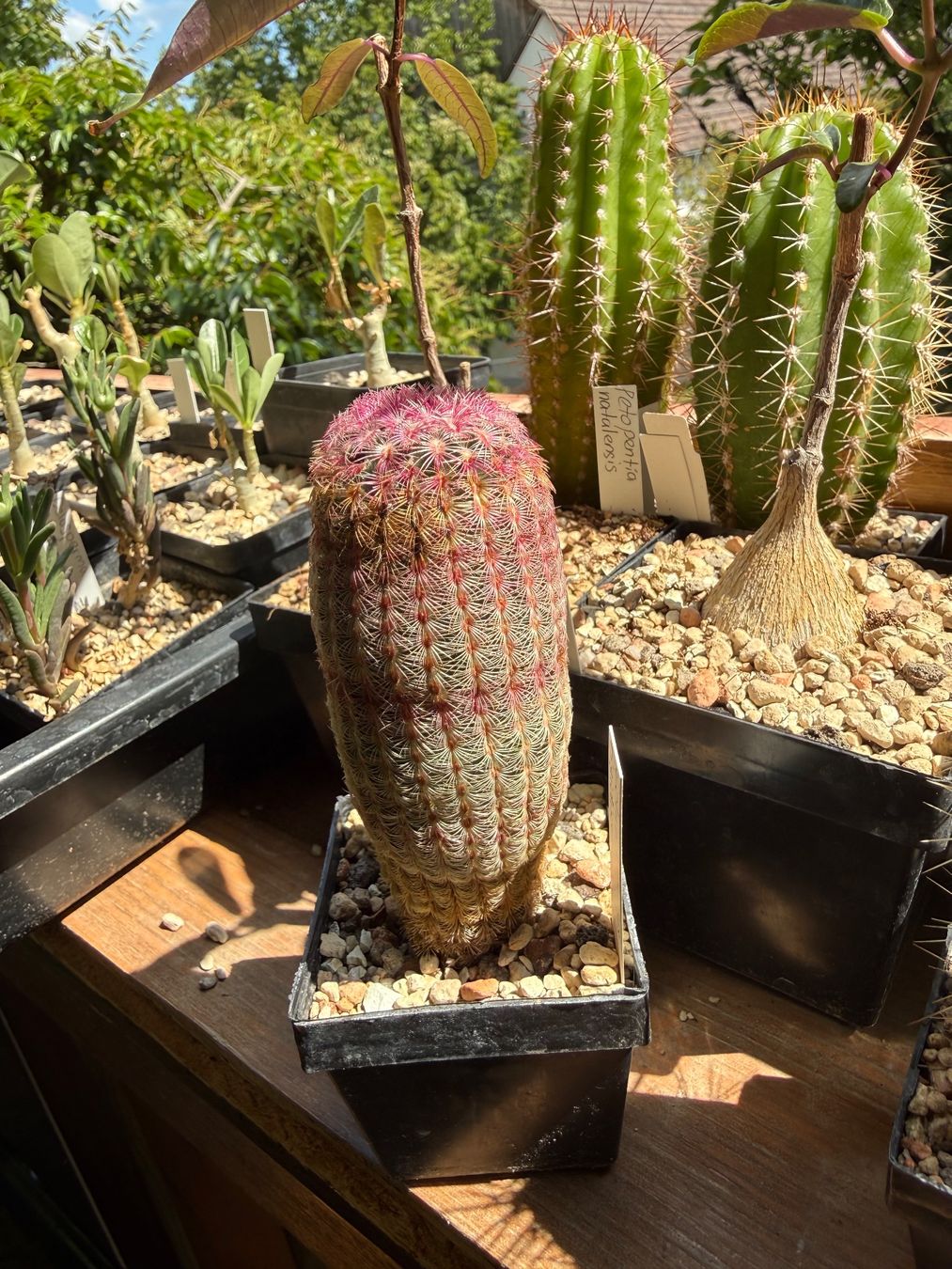 Pflanzen & Samen: Echinocereus rigidissimus – Gebraucht aus Rorbas von SimS0n 2