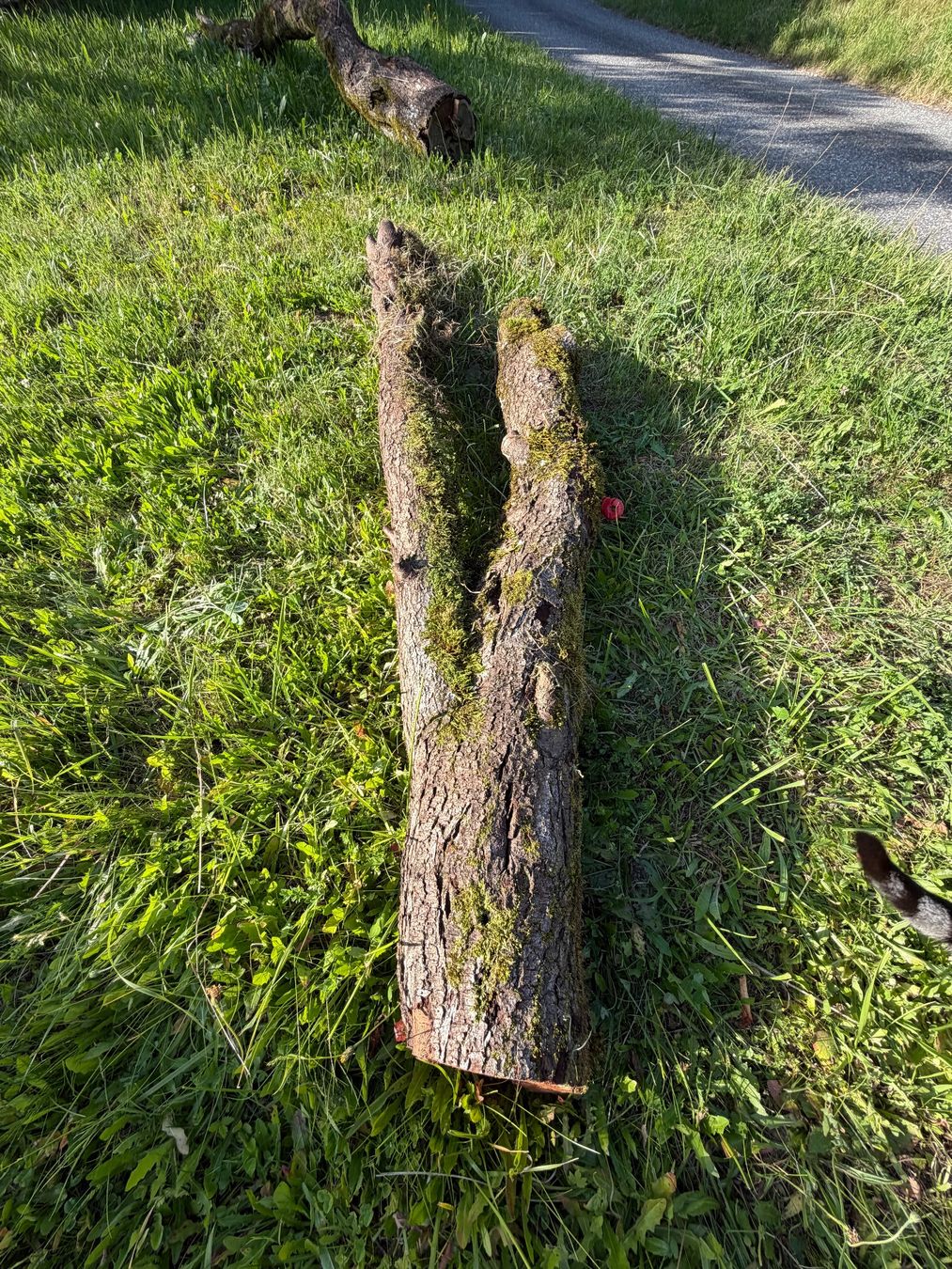 Articoli in legno: Holzstamm Zwetschgen verwittert – Usato da Huttwil venduto da Burk3 1