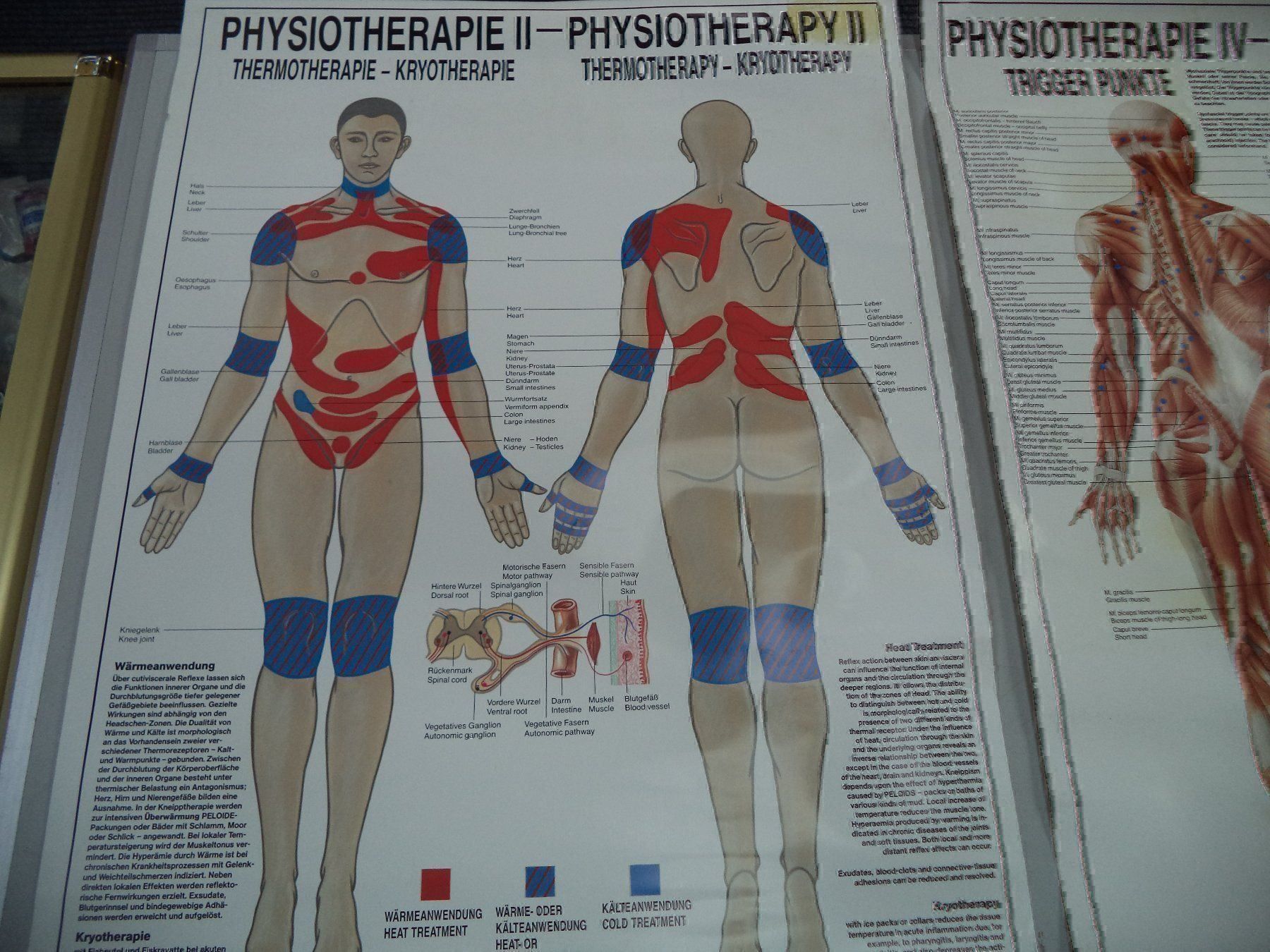 Posters & Illustrations: Konvolut Rüdiger Anatomie Hänge Bilder – D'occasion à Rieden AG par Wirth03 1