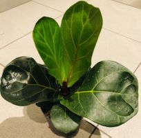 FICUS LYRATA  20 cm ↕️ Zierpflanze