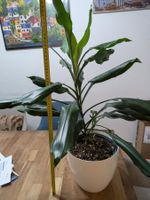 Dracaena Pflanze (Drachenbäume)