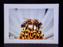 MIGROS MANIA Nature Detectives Nr. 44