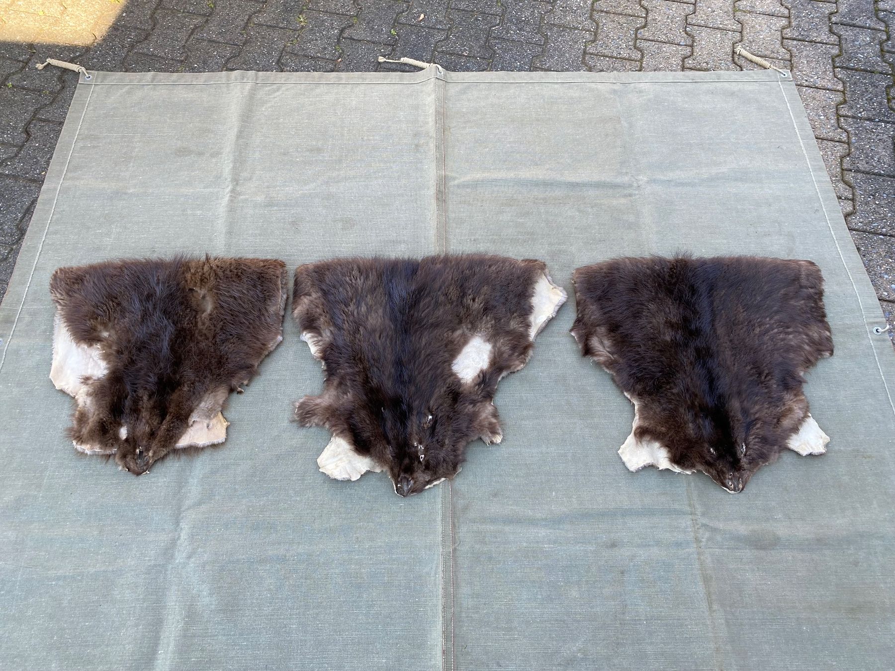 Il mondo degli animali: 3 schöne gegerbte Biberfelle – Usato da Feldbach venduto da Olive1 7