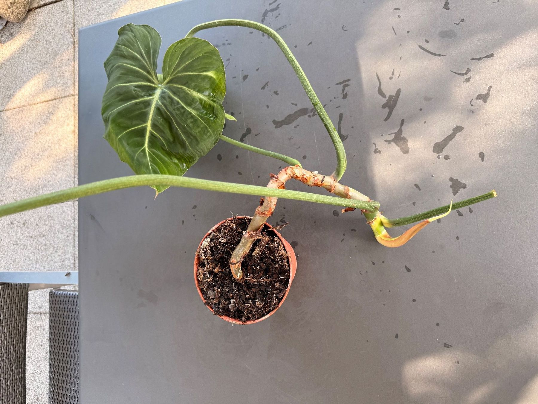 Piante & sementi: Philodendron Gloriosum – Usato da Rafz venduto da jca_98p5 1
