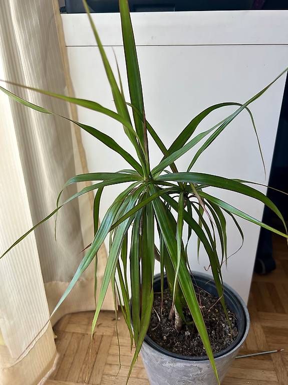 Plantes & graines: Drachenbaum – D'occasion à Frauenfeld par Irene.Schuppli