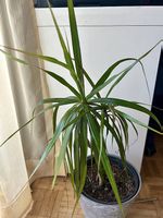 Drachenbaum
