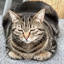 Profile image of Maruba