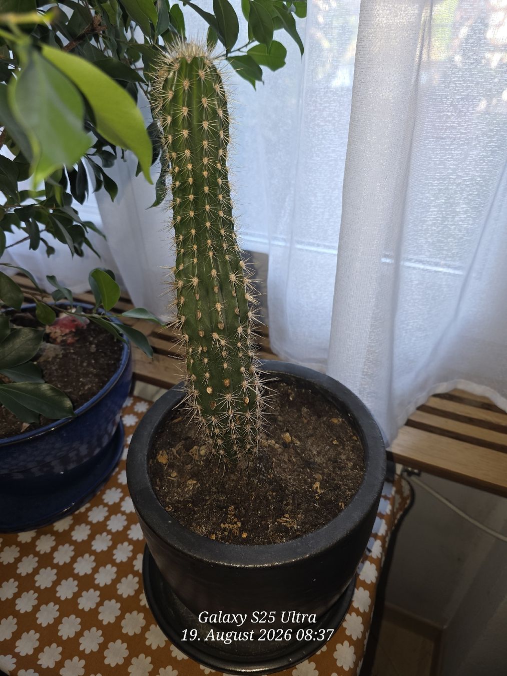 Plantes & graines: Kaktus  ca 32cm – D'occasion à Sonterswil par 1234ralf 1