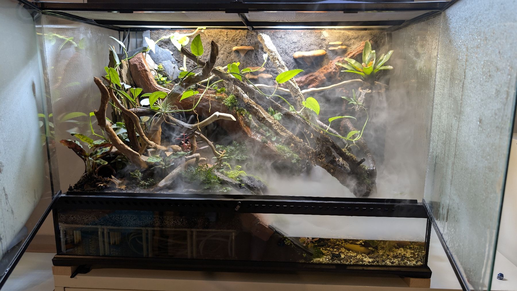 Exo terra Terrario: eingerichtetes EXO Terra, 90x45x60 – Usato da Thun venduto da L-uther