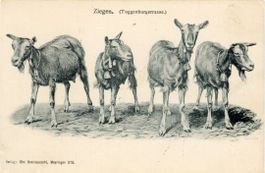 Toggenburg   SG  -   ZIEGEN        um  1 9 0 0