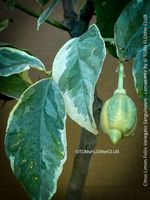 Citrus Limon Foliis Variegatis Sanguineum - Zitronenbaum