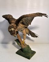 Rapace naturalisé