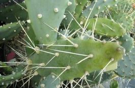 Opuntia quimilo (aiguillons énorme) 10g