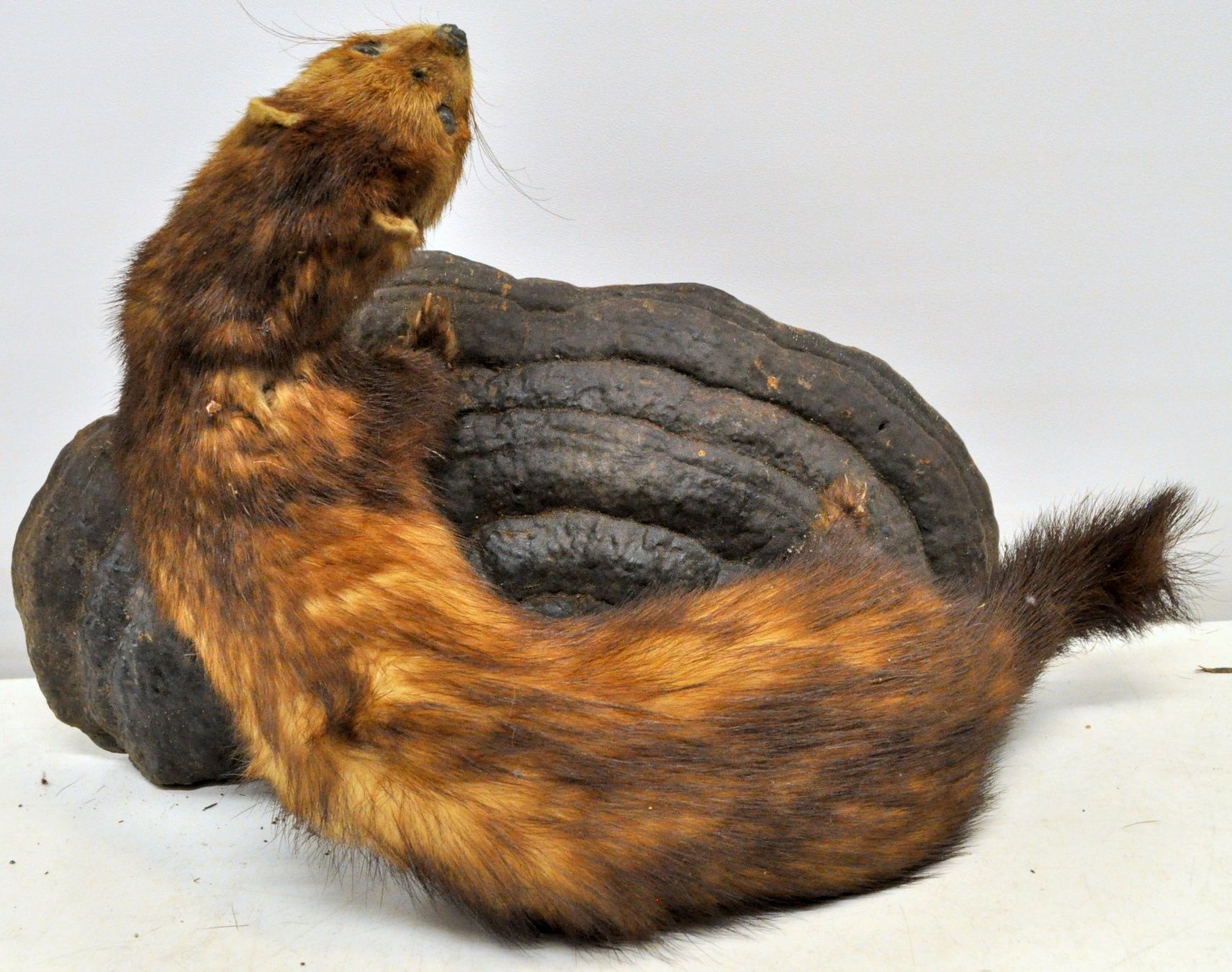 Welt der Tiere: Putois naturalisé – Gebraucht aus Neuchâtel von Neuchatel 7