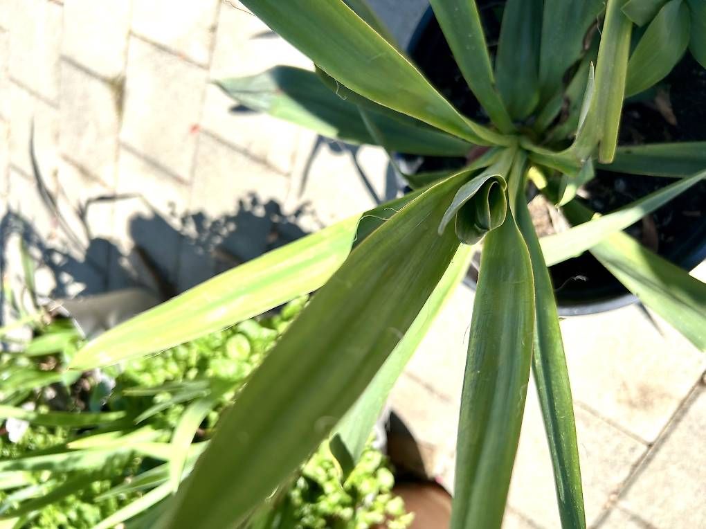 Pflanzen & Samen: Winterharte Yucca  – Gebraucht aus Frauenfeld von Irene.Schuppli 2