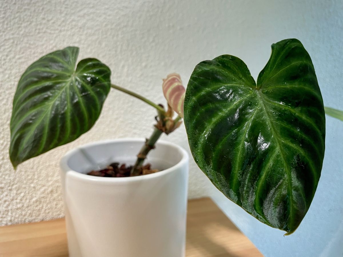 Piante & sementi: Philodendron Verrucosum – Nuovo (secondo la descrizione) da Watt venduto da anics.plants 1