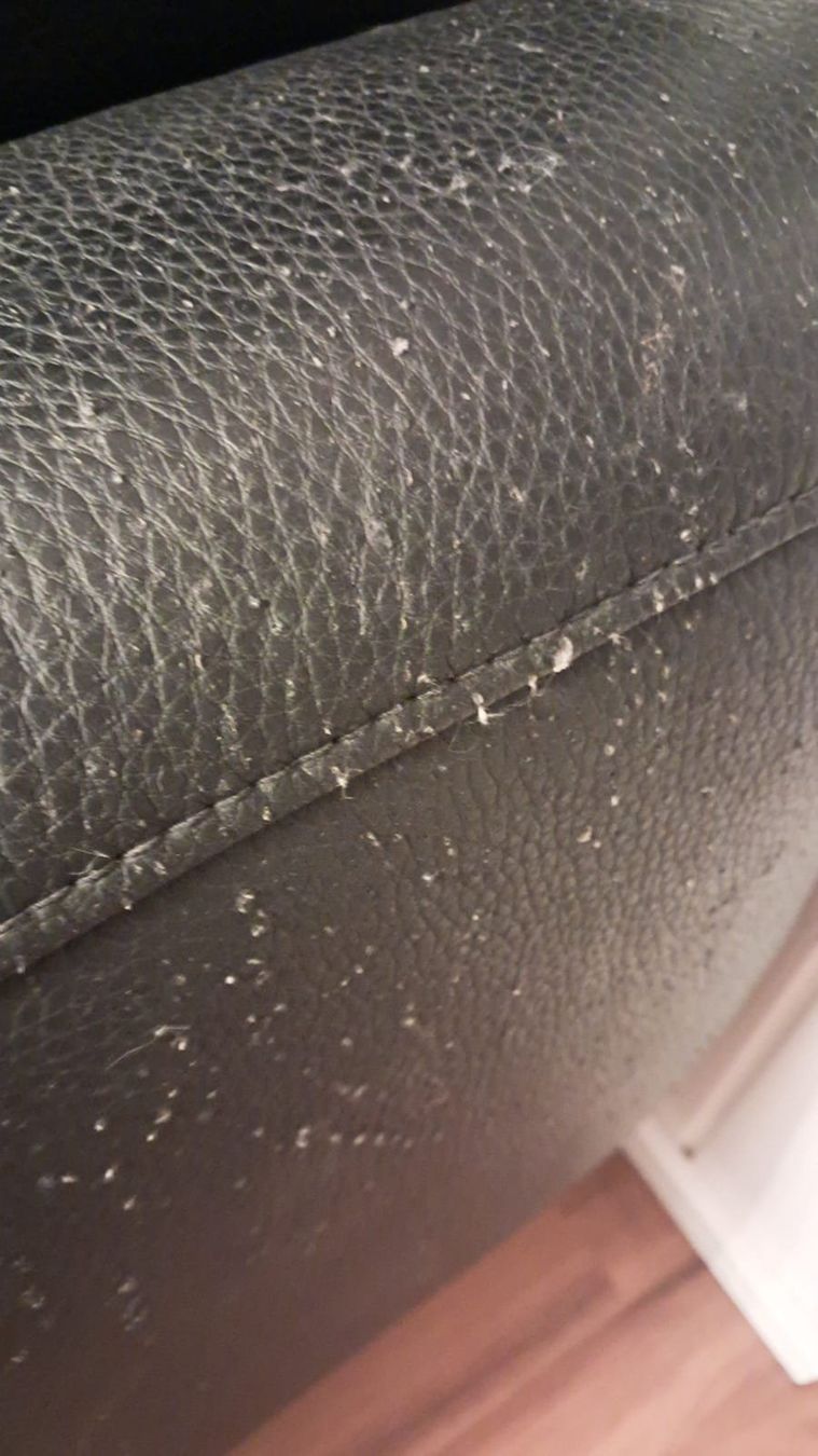 Divani: Grosses Schwarzes Ecksofa mit Katzenspuren. – Usato da Wiesenberg venduto da Naragarth 5