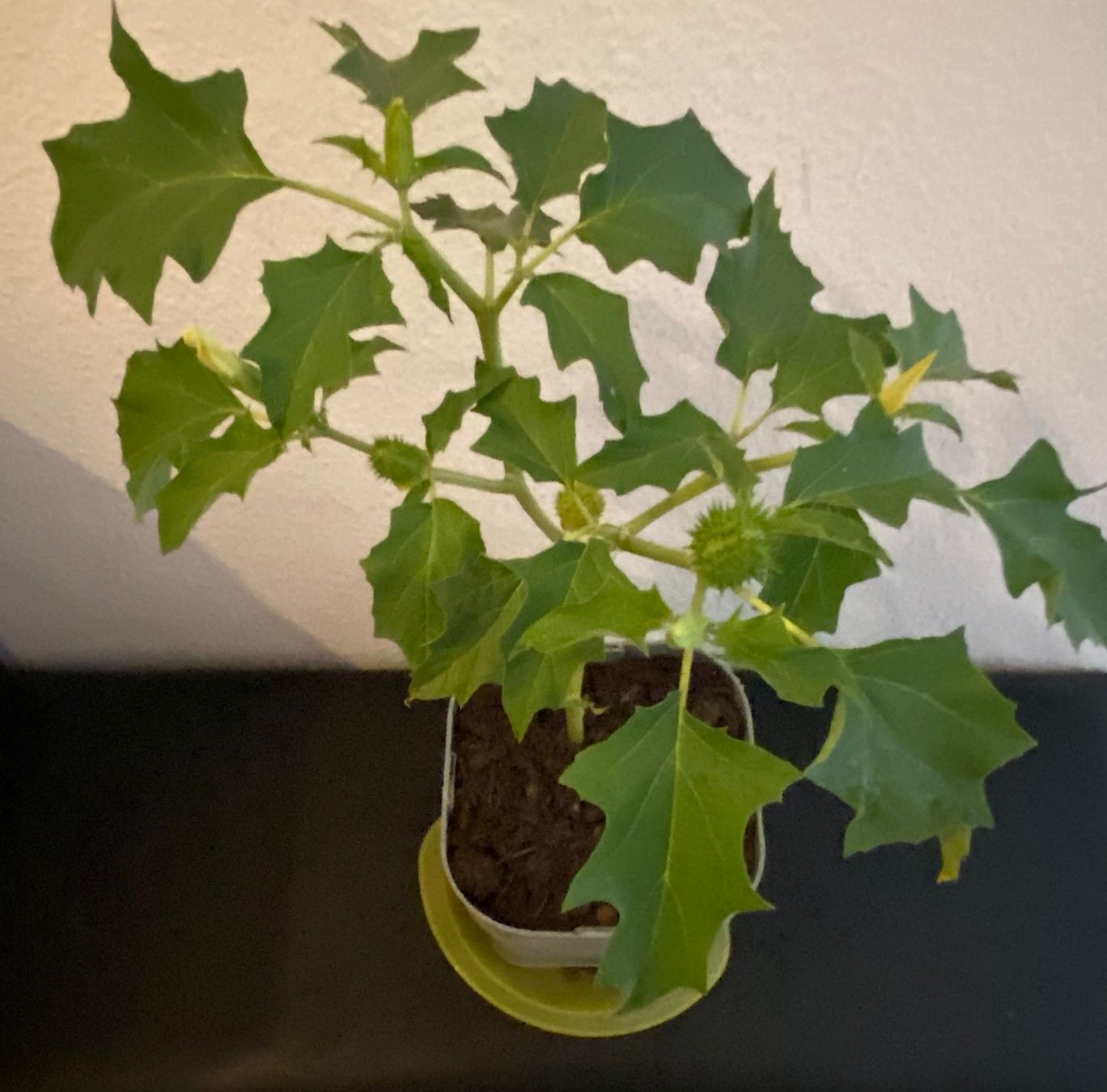 Piante & sementi: Gemeiner Stechapfel, Datura stramonium – Nuovo (secondo la descrizione) da Hochfelden venduto da powerplay61 1