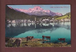 ST. MORITZ-BAD - Kühe